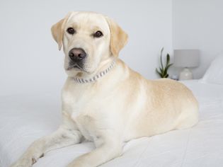 Yellow labrador retriever laying on white bed