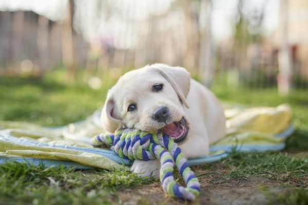 yellow Lab puppy chews on rope toy