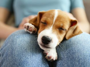 Young woman with her jack russell terrier puppy.