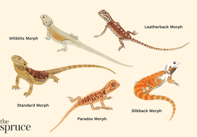 Bearded Dragon Morphs