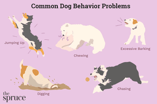 illustration of common behavior problems in dogs