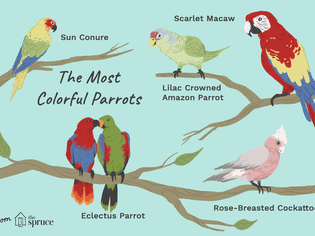 illustration of the most colorful parrots as pets