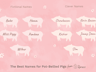 name ideas for pot bellied pigs