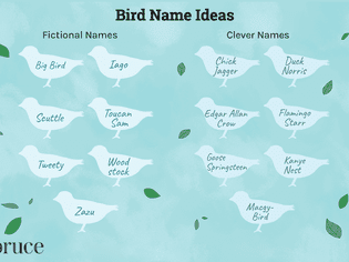 Bird Name Ideas