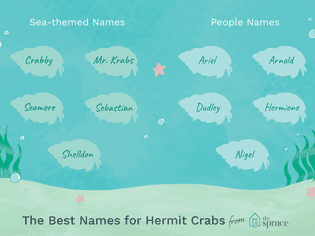 Name ideas for hermit crabs