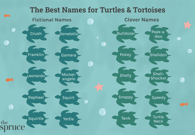 Names for Pet Turtles and Tortoises