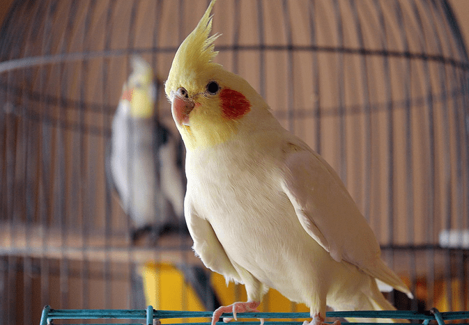 cockatiel
