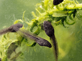tadpoles feeding