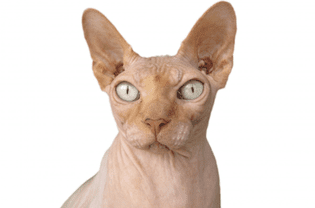 donskoy cat