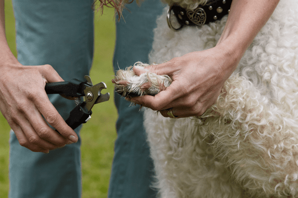dog getting nails clipped