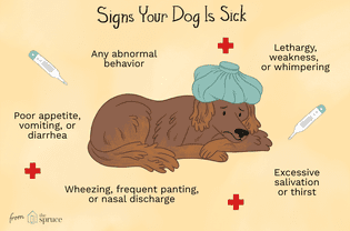 Signs and Symptoms That Your Dog Is Sick