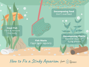A diagram of how to clean stinky aquarium water